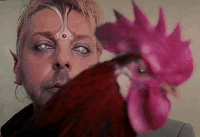 performances y gallos